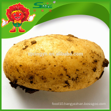 Organic yellow potato with lowest price
